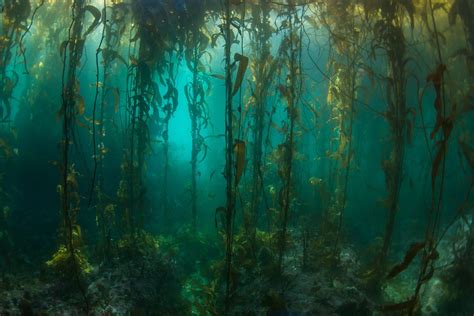 Doheny's Kelp: A Natural Solution for Water Filtration and Purification